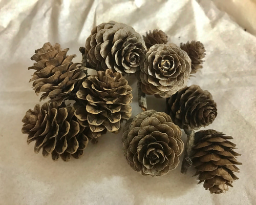 1_ff788bf1adce32a06ba377e65202