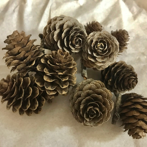 送料無料】カラマツ ミニまつぼっくり20個☆リースやオーナメントに