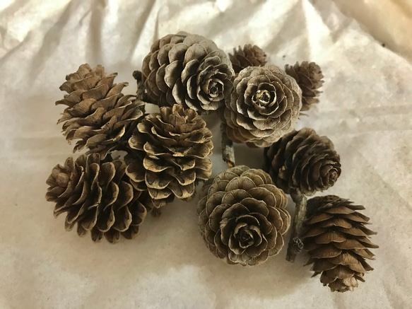 ◆オーダー用◆ダイカット 松ぼっくり 送料無料】カラマツ ミニまつぼっくり20個☆リースやオーナメントに