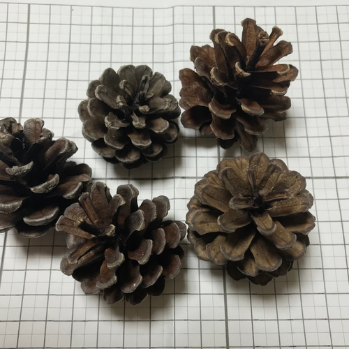 送料無料】リース材料に♪まつぼっくり&木の実詰め合わせ その他素材