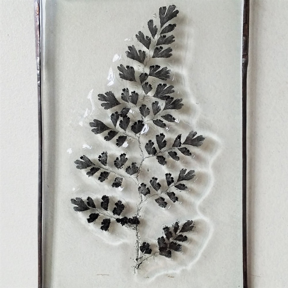 「Botanical Card/アジアンタム」　ガラス　植物標本　オーナメント 2枚目の画像