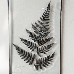 「Botanical Card/ヒメワラビ」　ガラス、植物標本、オーナメント 3枚目の画像