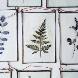 「Botanical Card/シノブ」　ガラス、植物標本、オーナメント 1枚目の画像