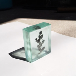 「Botanical Cube/ユーカリ」　ガラス　植物標本　ペーパーウェイト 3枚目の画像