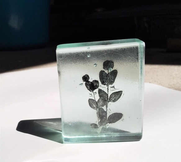 「Botanical Cube/ユーカリ」　ガラス　植物標本　ペーパーウェイト 2枚目の画像