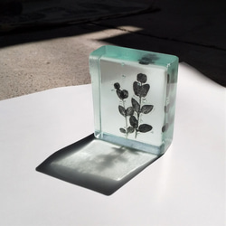 「Botanical Cube/ユーカリ」　ガラス　植物標本　ペーパーウェイト 4枚目の画像