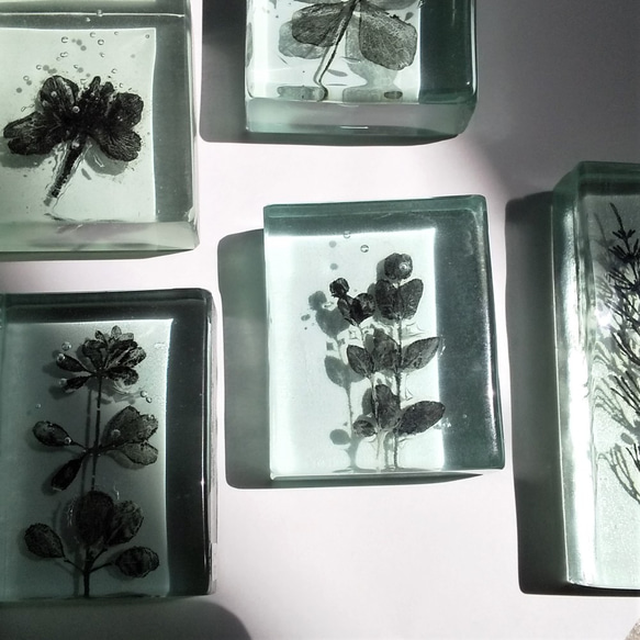 「Botanical Cube/ユーカリ」　ガラス　植物標本　ペーパーウェイト 5枚目の画像