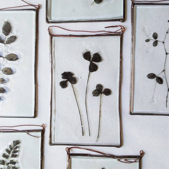 「Botanical Card/クローバー」ガラス　植物標本　オーナメント 5枚目の画像