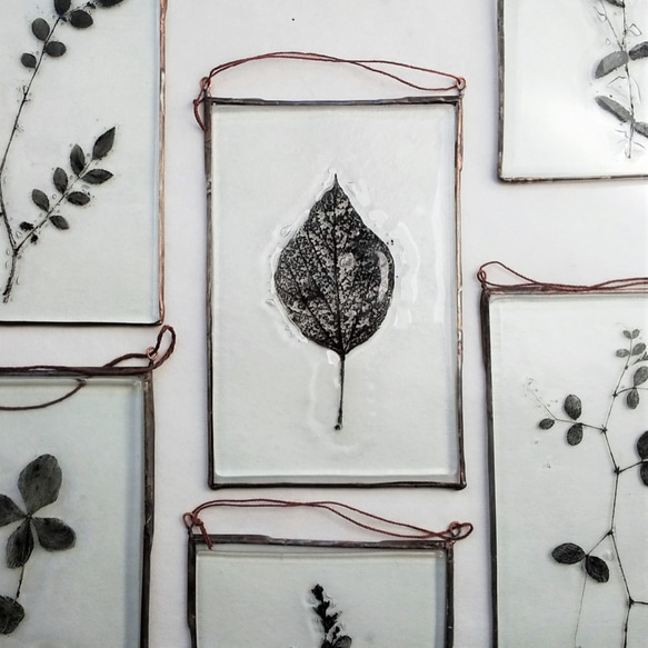 「Botanical Card/アカメガシワ」　ガラス　植物標本　オーナメント 1枚目の画像