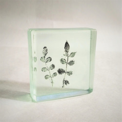 「Botanical Cube/ノイバラ」ガラス　植物標本　ペーパーウェイト 2枚目の画像