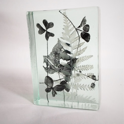 「Botanical Cube/micro garden」ガラス　植物標本　ペーパーウェイト 2枚目の画像