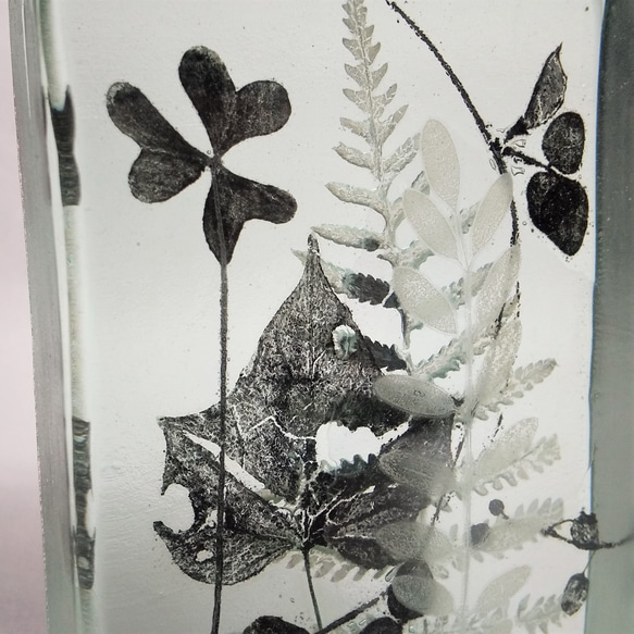 「Botanical Cube/micro garden」ガラス　植物標本　ペーパーウェイト 3枚目の画像