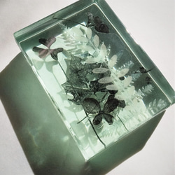 「Botanical Cube/micro garden」ガラス　植物標本　ペーパーウェイト 4枚目の画像