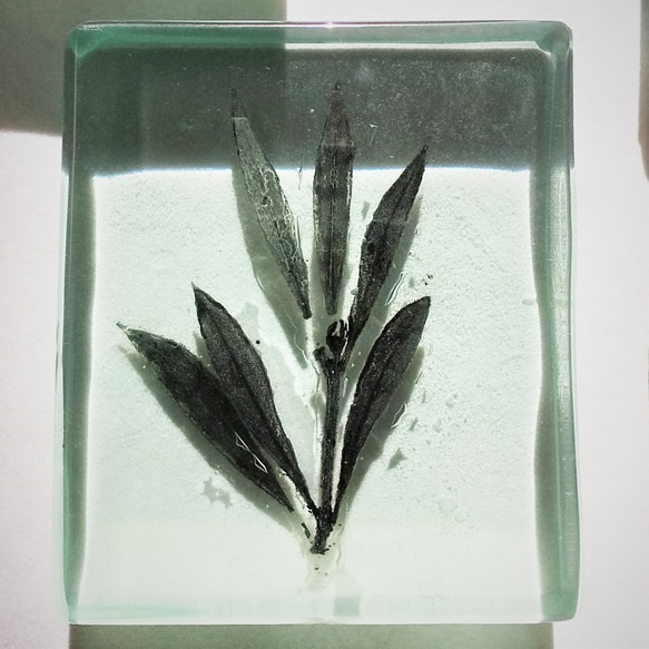 「Botanical Cube/オリーブ」　ガラス　植物標本　ペーパーウェイト 3枚目の画像