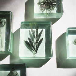 「Botanical Cube/オリーブ」　ガラス　植物標本　ペーパーウェイト 4枚目の画像