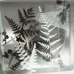 「Botanical Cube/シダの庭」ガラス　植物標本　ペーパーウェイト 3枚目の画像