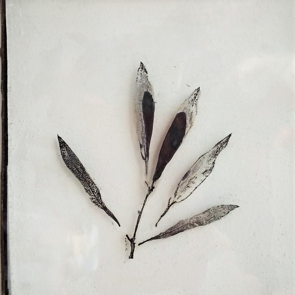 「Botanical Card/オリーブ」　ガラス　植物標本　オーナメント 4枚目の画像