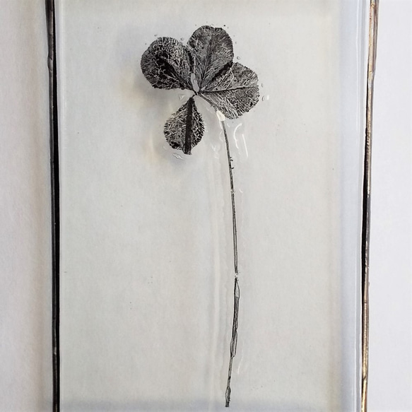 「Botanical Card/四つ葉のクローバー」ガラス　植物標本　オーナメント 3枚目の画像