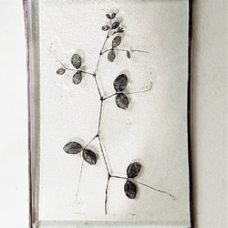 「Botanical Card/早春のカラスノエンドウ」ガラス　植物標本　オーナメント 3枚目の画像