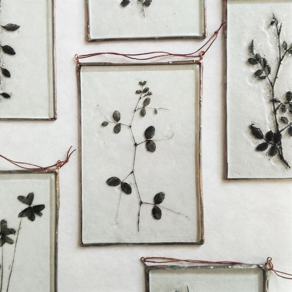 「Botanical Card/早春のカラスノエンドウ」ガラス　植物標本　オーナメント 5枚目の画像