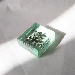 「Botanical Cube/イヌザンショウ」　ガラス　植物標本　ペーパーウェイト 5枚目の画像