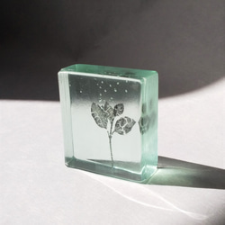 「Botanical Cube/萌芽（ツルニチニチソウ）」　ガラス　植物標本　ペーパーウェイト 2枚目の画像