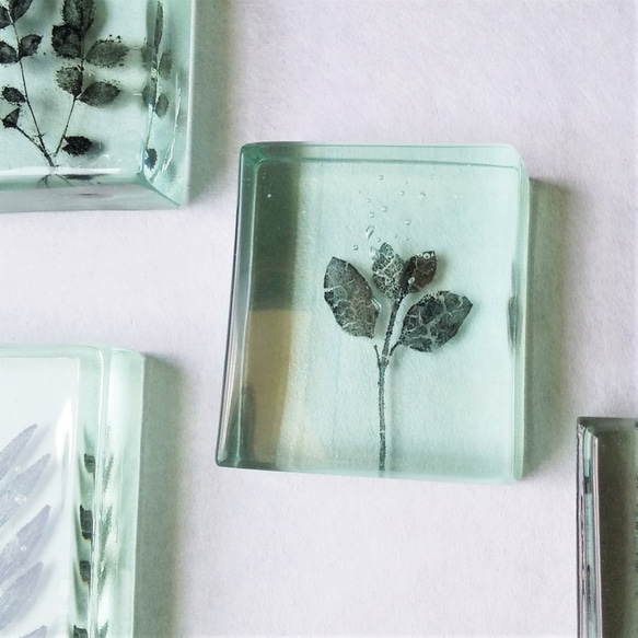 「Botanical Cube/萌芽（ツルニチニチソウ）」　ガラス　植物標本　ペーパーウェイト 4枚目の画像