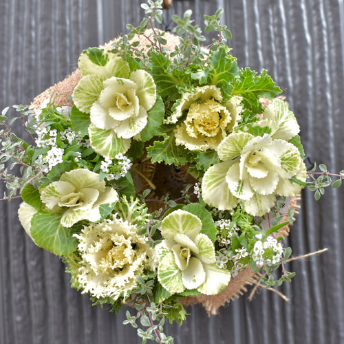今年も‼︎⚪︎受注制作⚪︎ ＊小さめ＊葉牡丹の寄せ植えリース 径約16
