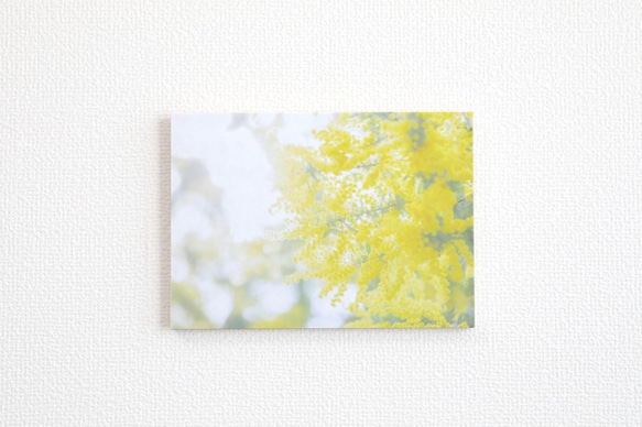 和紙と木のインテリアフォトパネル / Mimosa, Yellow Shine 1枚目の画像