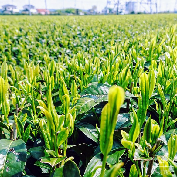 狭山茶【 高級かぶせ茶　翠 -SUI- 】100ｇ 8枚目の画像