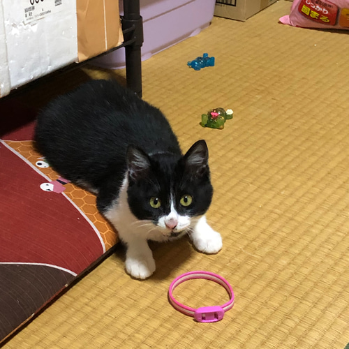 ワンちゃん猫ちゃん☆ペット用☆メモリアルレジン☆ペット供養 その他