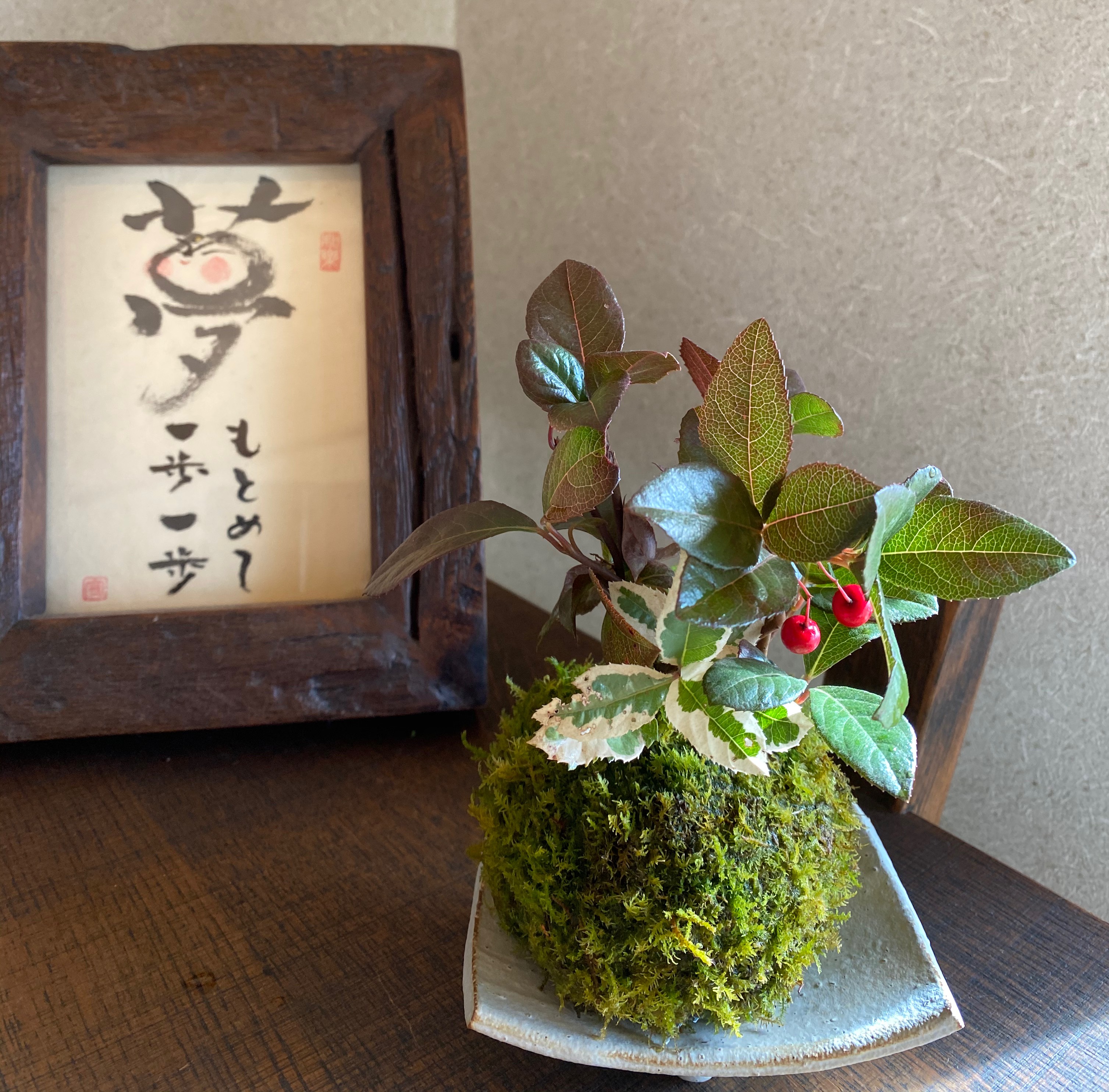 楽天市場】父の日 苔玉 現在実なし 赤い実ヤブコウジと（十両