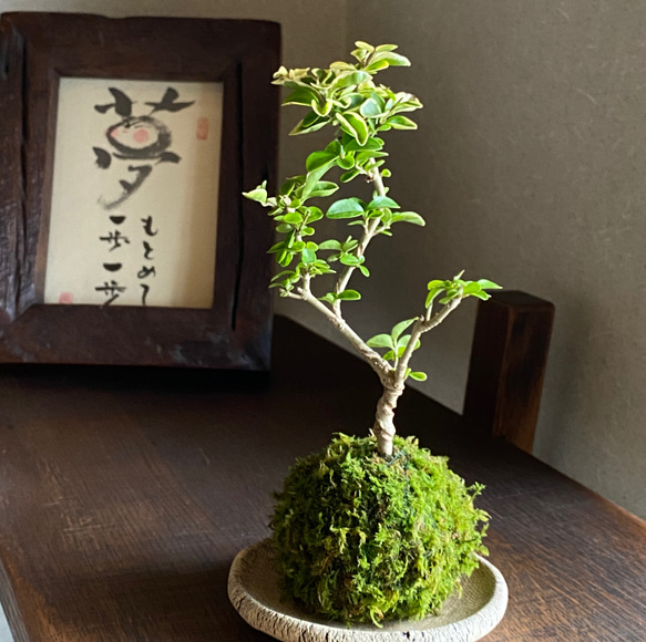 斑入りの葉が可愛いグリーンインテリア【こけ玉】斑入りイボタ 〜盆栽