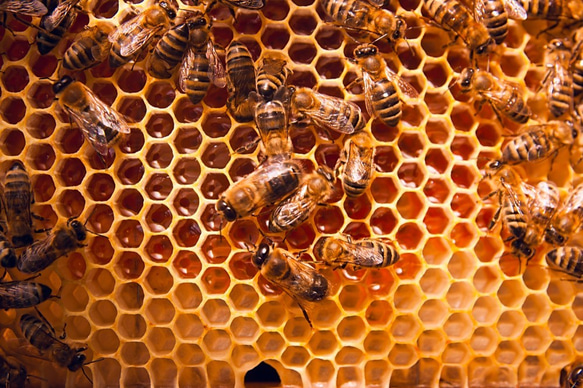 蜂蜜・コーヒー・プロポリスのハーモニー！蜂蜜リキュール「ビチュウ・ピキオ・トラウクティネ」 3枚目の画像