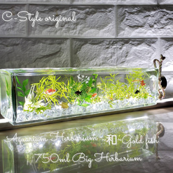 レア出品 限定 涼しい夏の水槽  横置きBig ～和～Gold fish 1枚目の画像