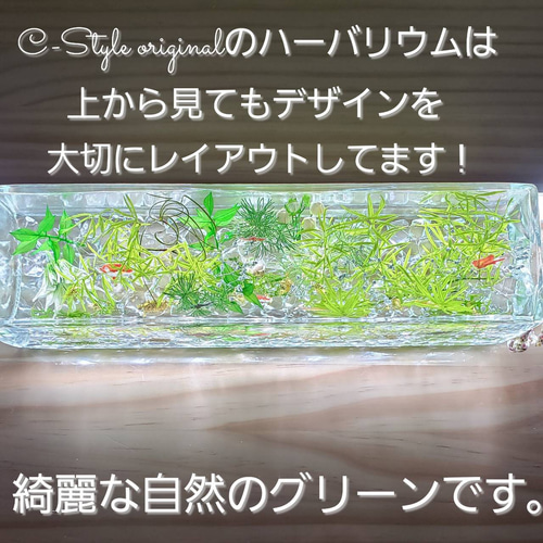レア出品 限定 涼しい夏の水槽 横置きBig ～和～Gold fish ハー 
