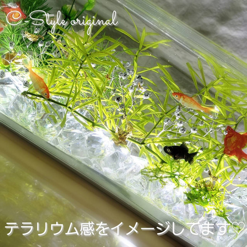 レア出品 限定 涼しい夏の水槽 横置きBig ～和～Gold fish ハー