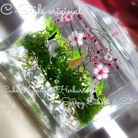 春インテリア 春ハーバリウム CUBEハーバリウム ～桜 猫～ 2枚目の画像