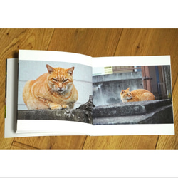 街ねこ 写真集「ねこ　ネコ　猫」 2枚目の画像