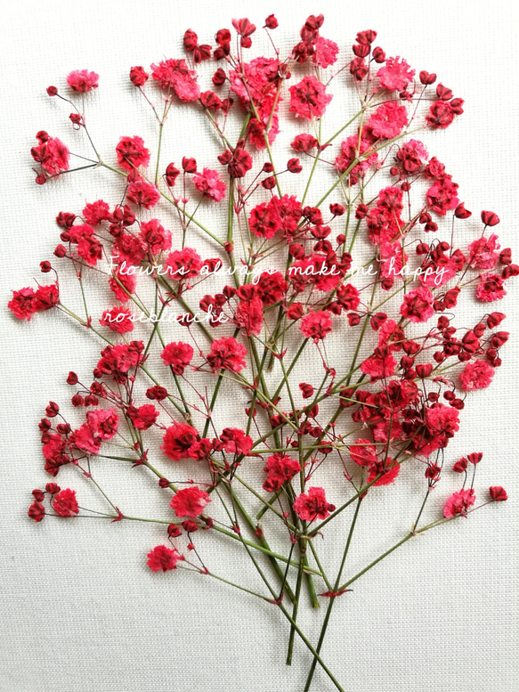 押し花素材【かすみ草 10本 カスミソウ 赤】 その他素材 roseblanche 