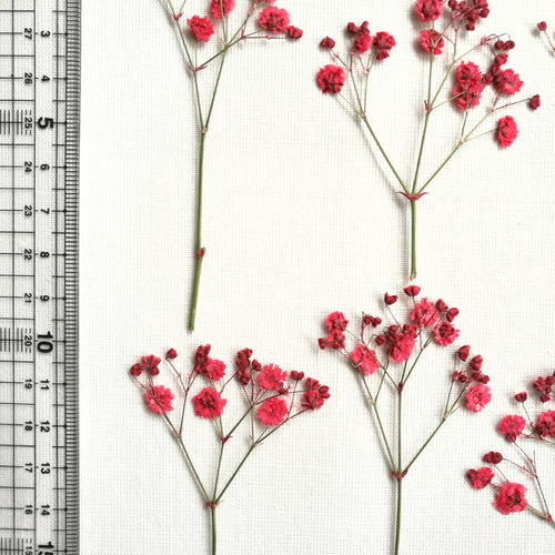 かすみ草 様♡ Amazon｜コンパクト 押し花 カスミソウ 少量をパックにしてお