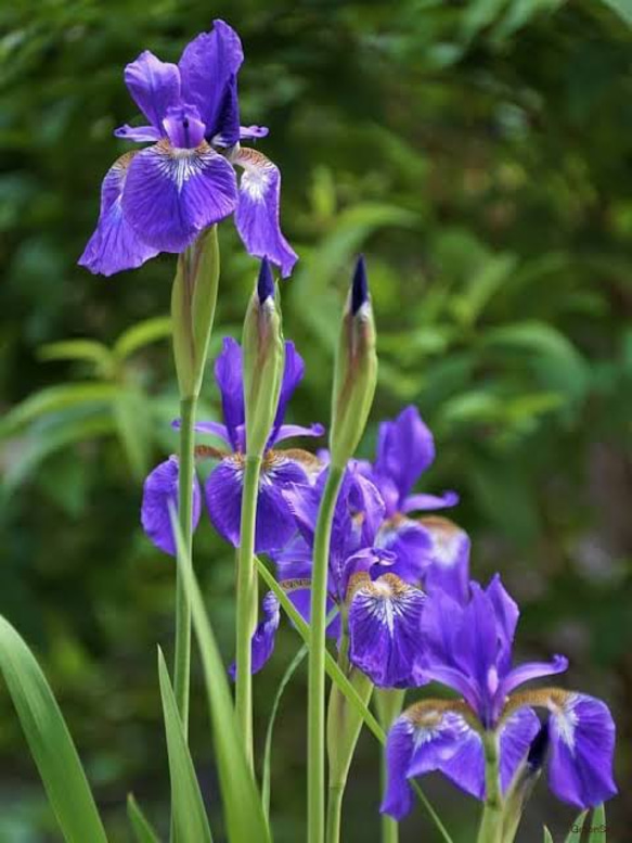 菖蒲の花と蕾　端午の節句 4枚目の画像