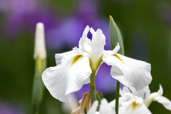 菖蒲の花と蕾　端午の節句 6枚目の画像