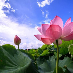 knot  蓮の花　- Lotusflower - 5枚目の画像