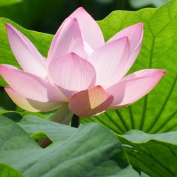 knot  蓮の花　- Lotusflower - 6枚目の画像