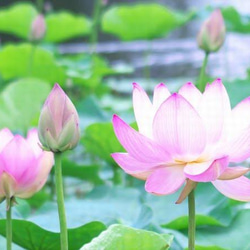 knot  蓮の花　- Lotusflower - 7枚目の画像