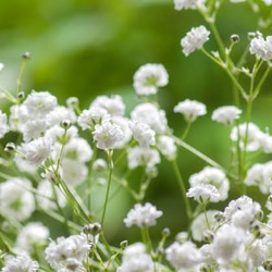 knot    かすみ草の耳飾り(Gypsophila) 4枚目の画像