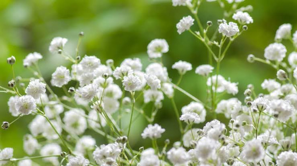 knot    かすみ草の耳飾り(Gypsophila) 4枚目の画像