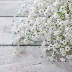 knot    かすみ草の耳飾り(Gypsophila) 5枚目の画像