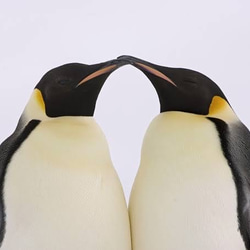 knot 皇帝ペンギンのご祝儀袋 4枚目の画像